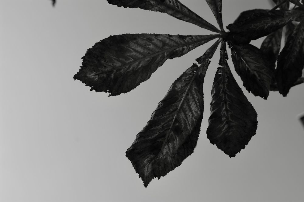 Photograph by Ирина Швейнова