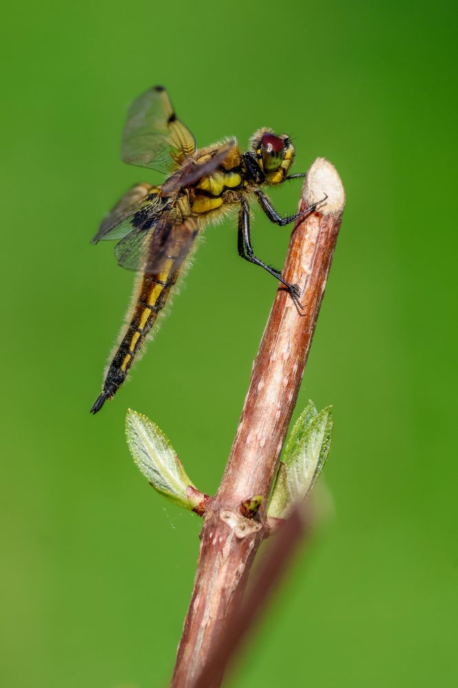 Стрекоза и гортензия