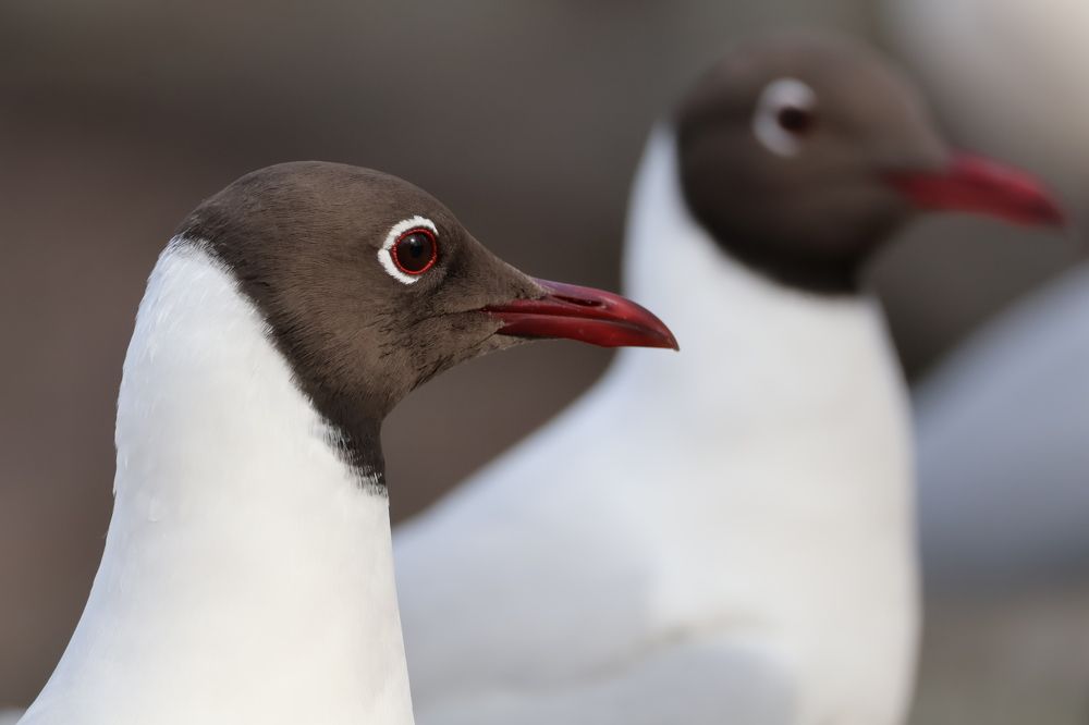 Выборгские чайки