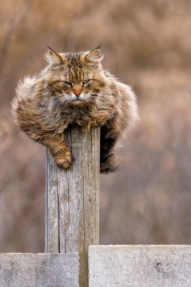 Брутальный