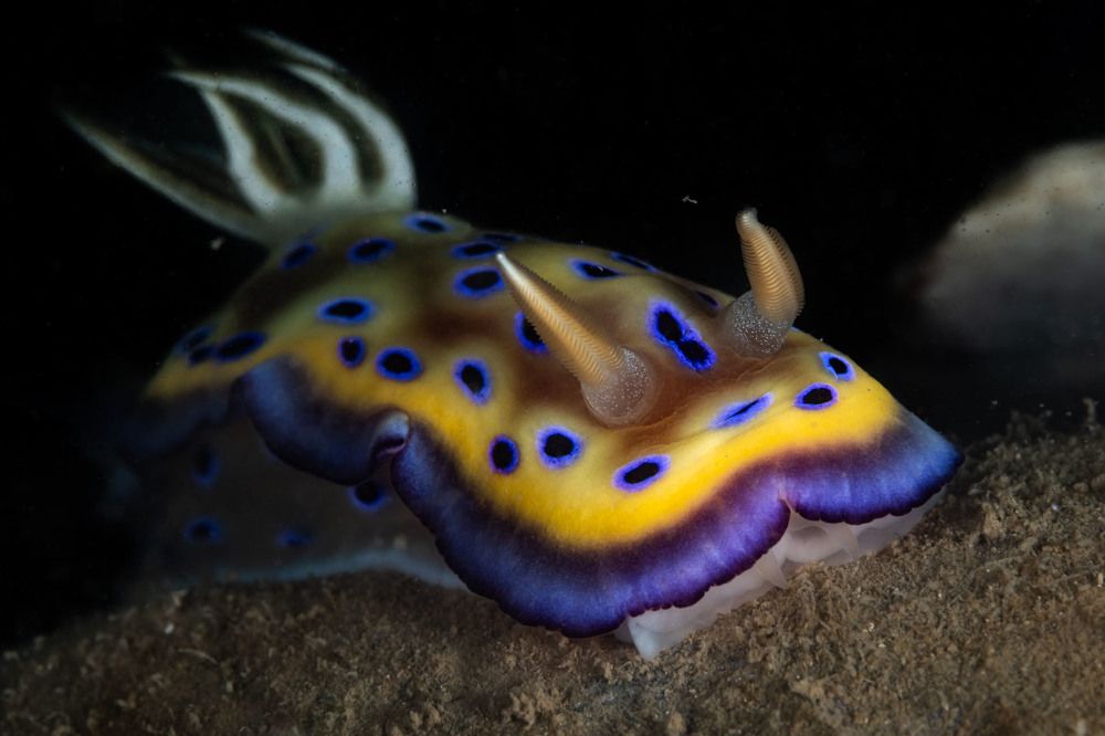 Kune's Chromodoris