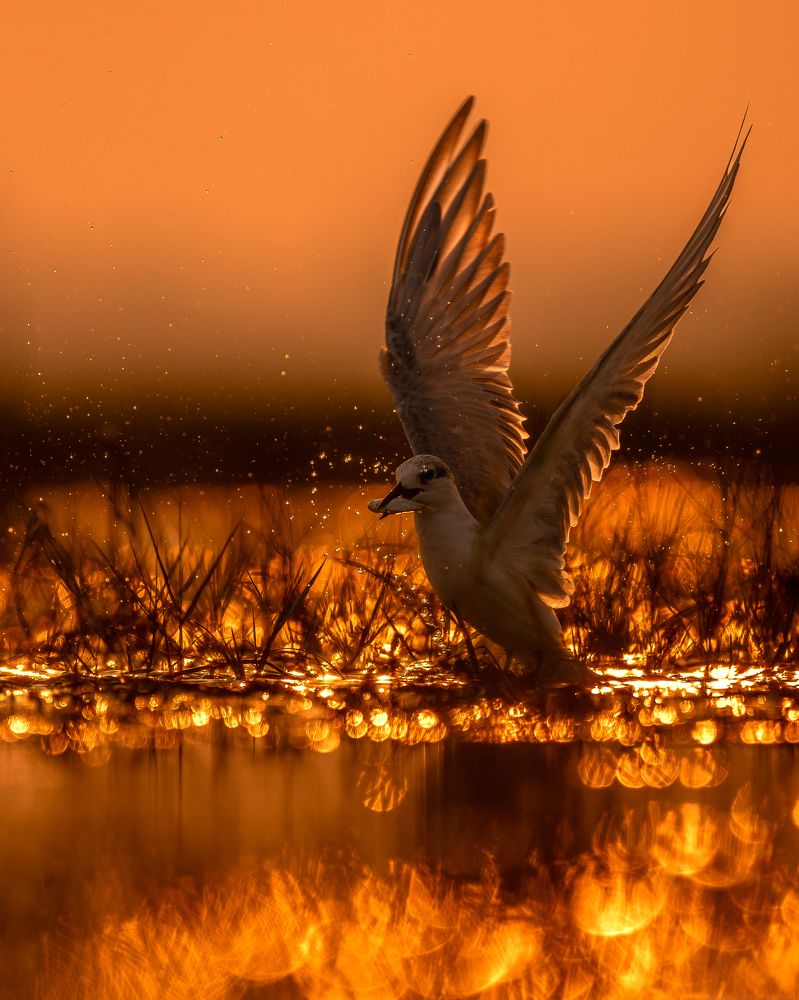 Photograph by Arnold Judson Samuel