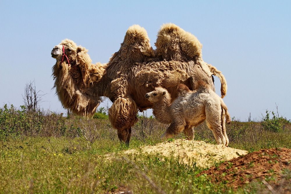 Фотография автора Александр Челмодеев