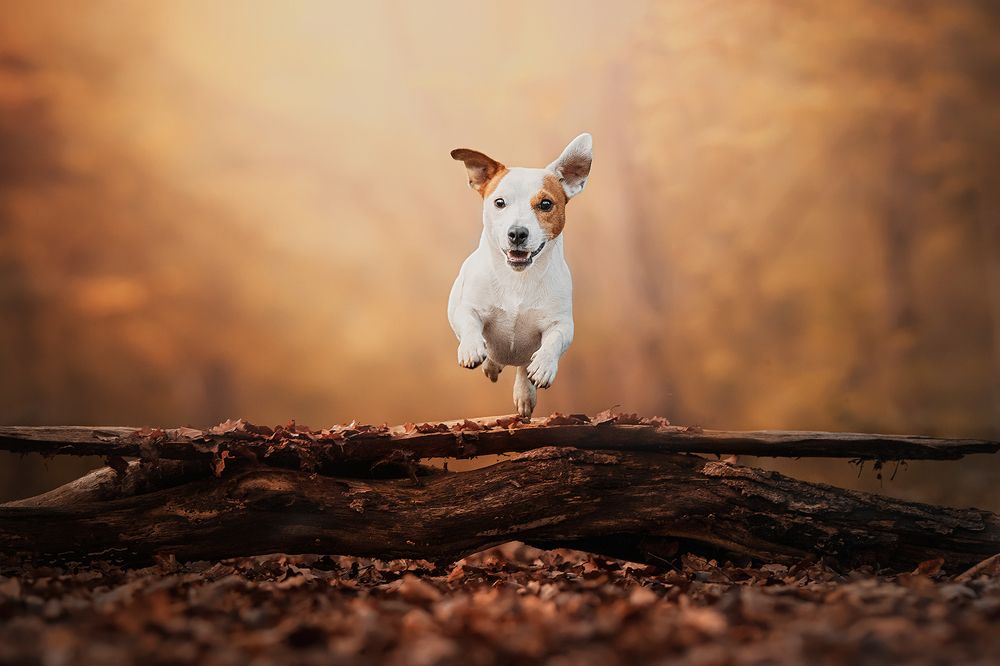 Photograph by Laura Quintanel