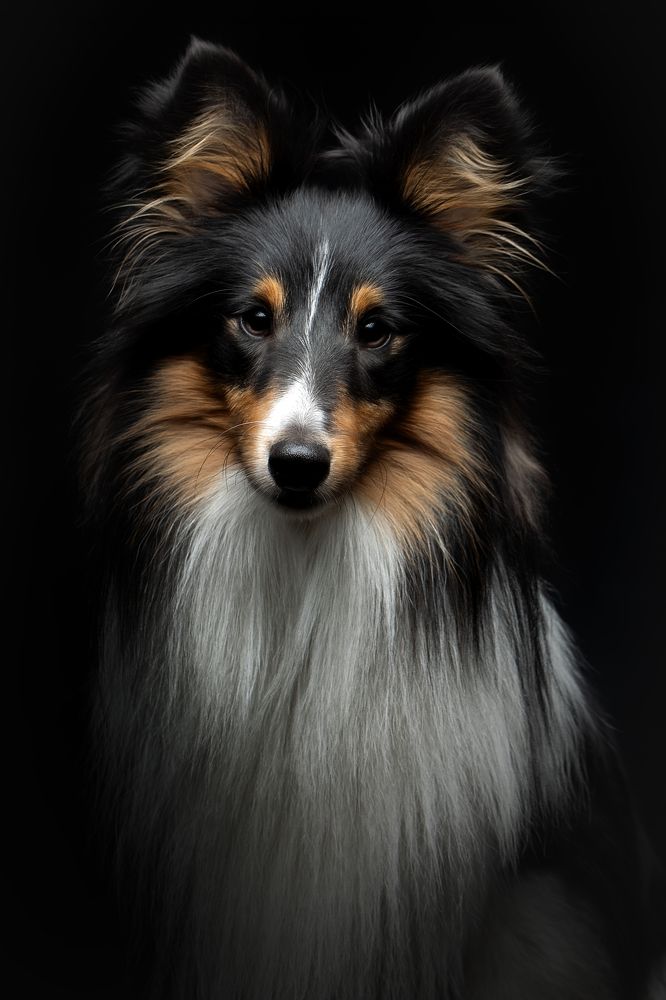 Фотография автора Светлана Писарева