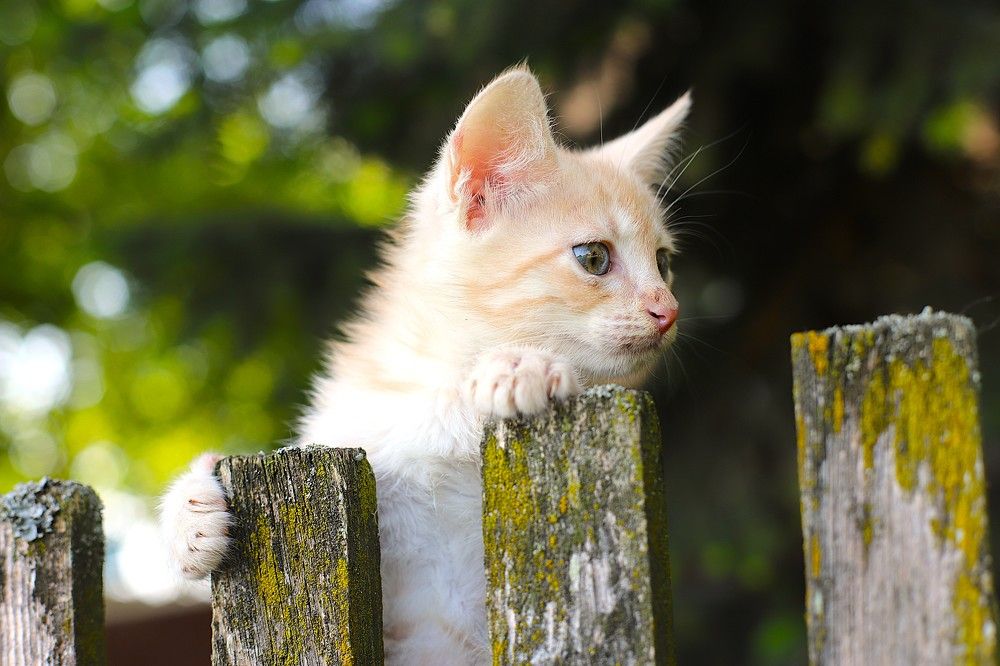 Фотография автора Михаил Лупина