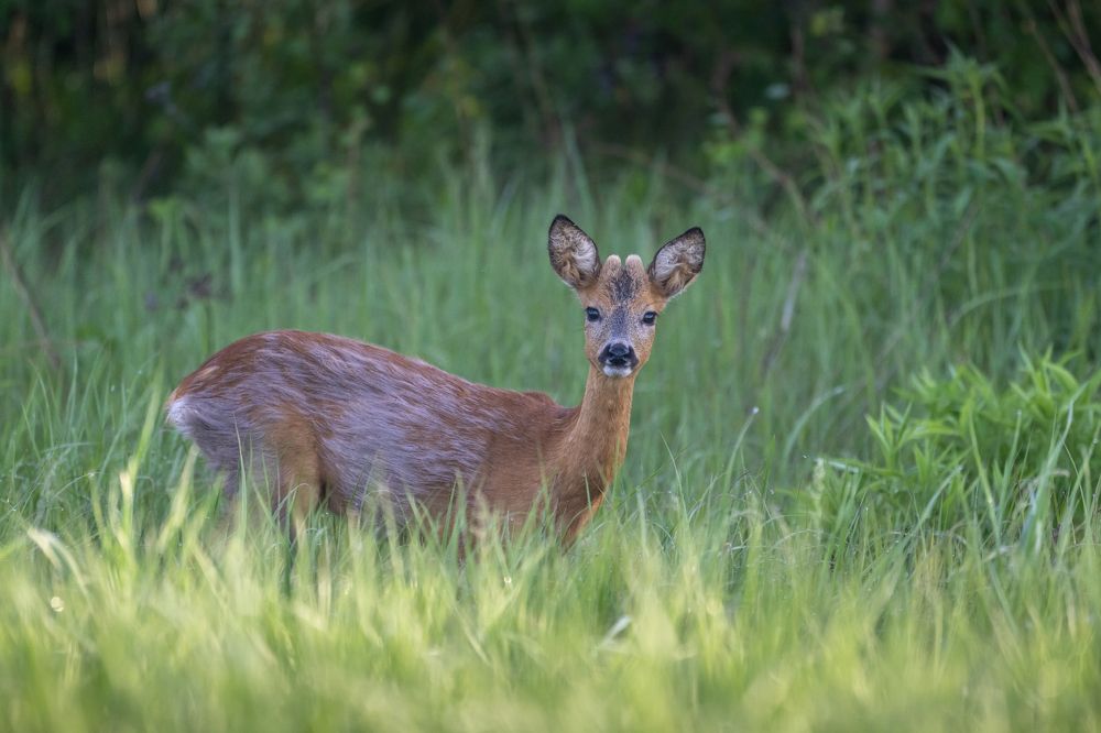 Photograph by Intars Supins
