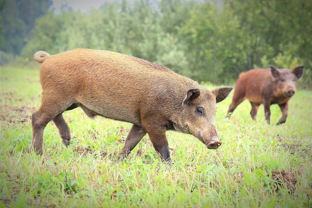 Фотография автора Ser P