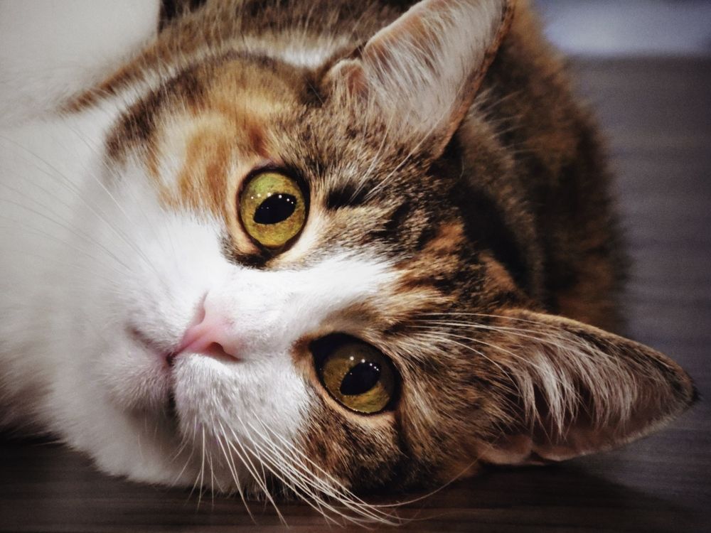 Фотография автора Евгения Никишина