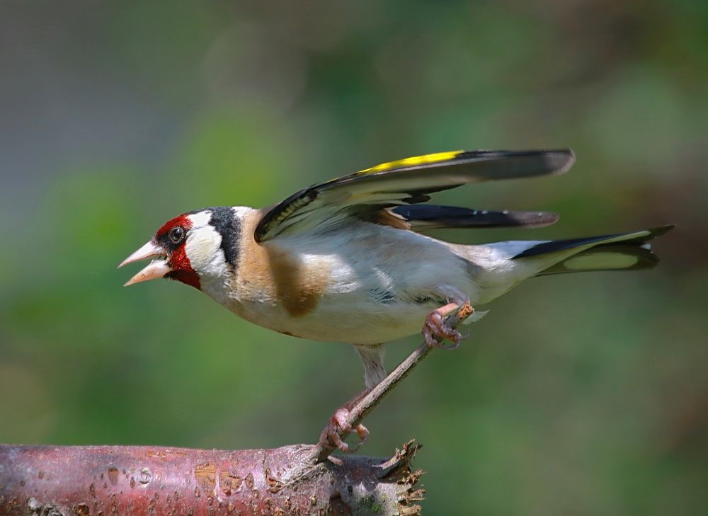 Скандалист  щегол...