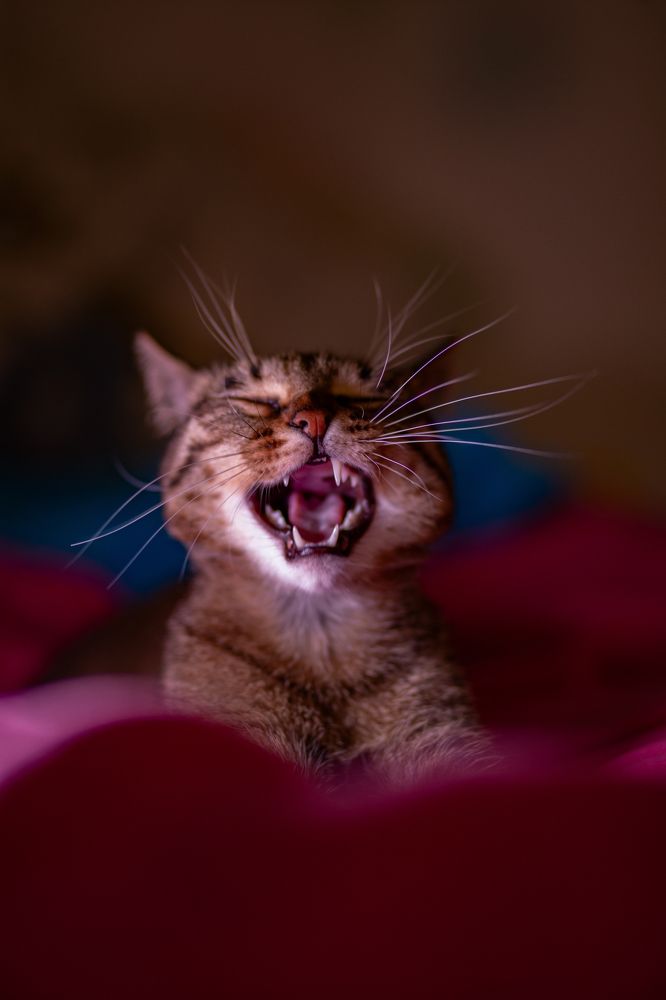 Зевака - кусака