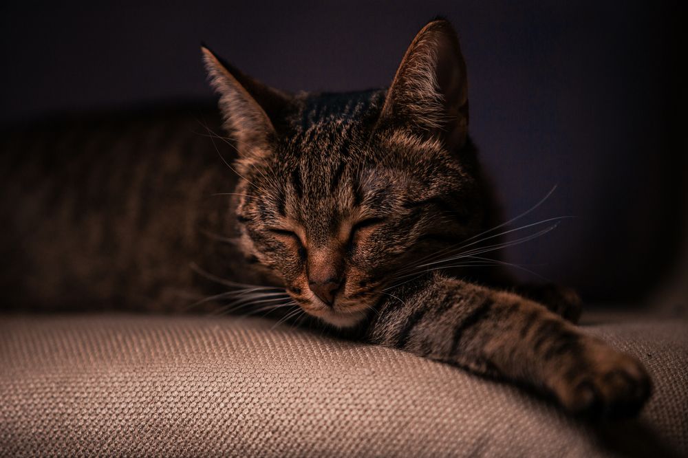 Спящий красавец