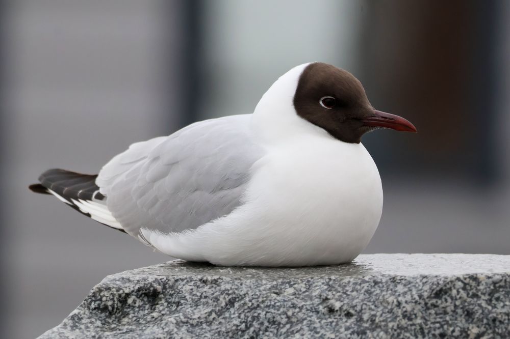 Весенняя чайка