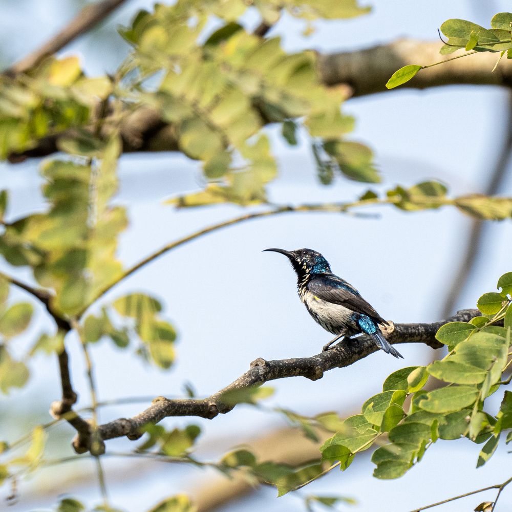 Shimmering Jewel of Nature