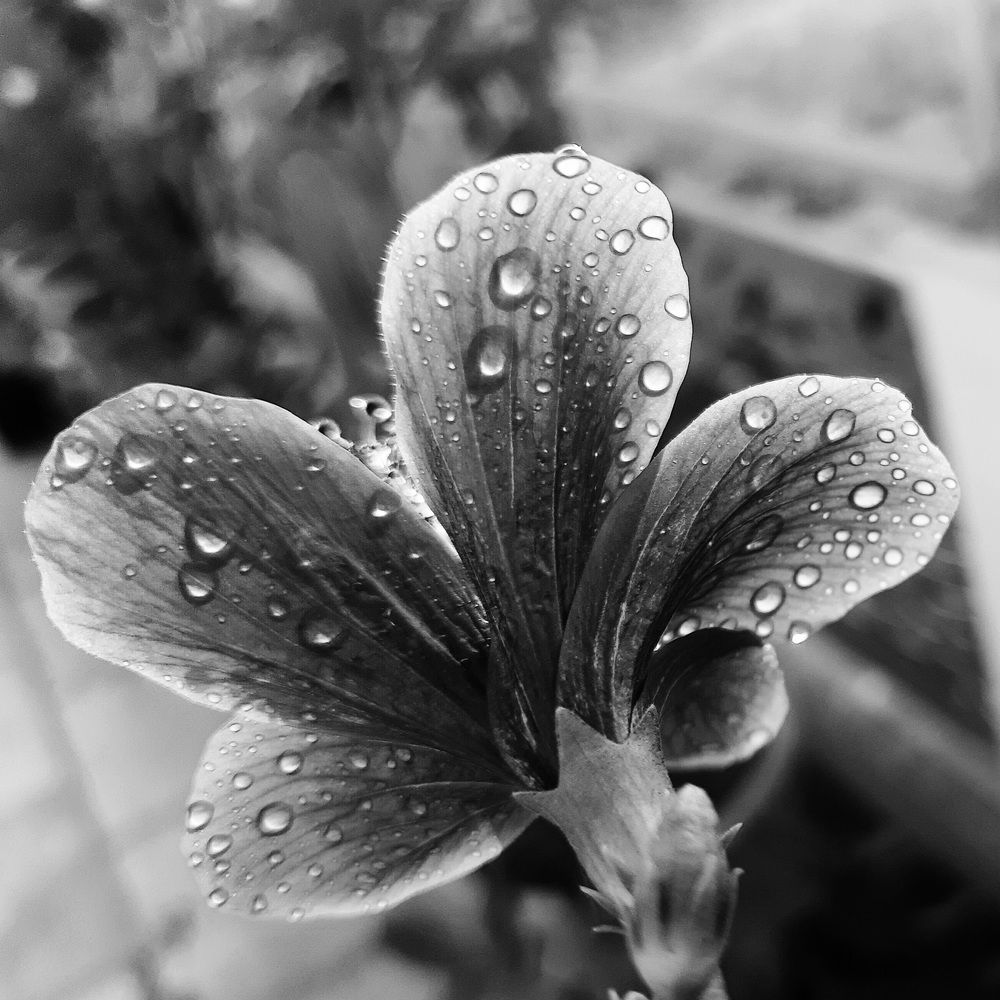 Photograph by Khushi Vashisth