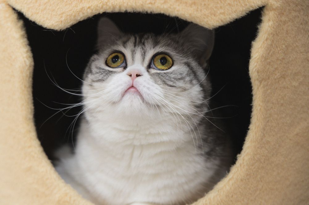 Кошка в окошке