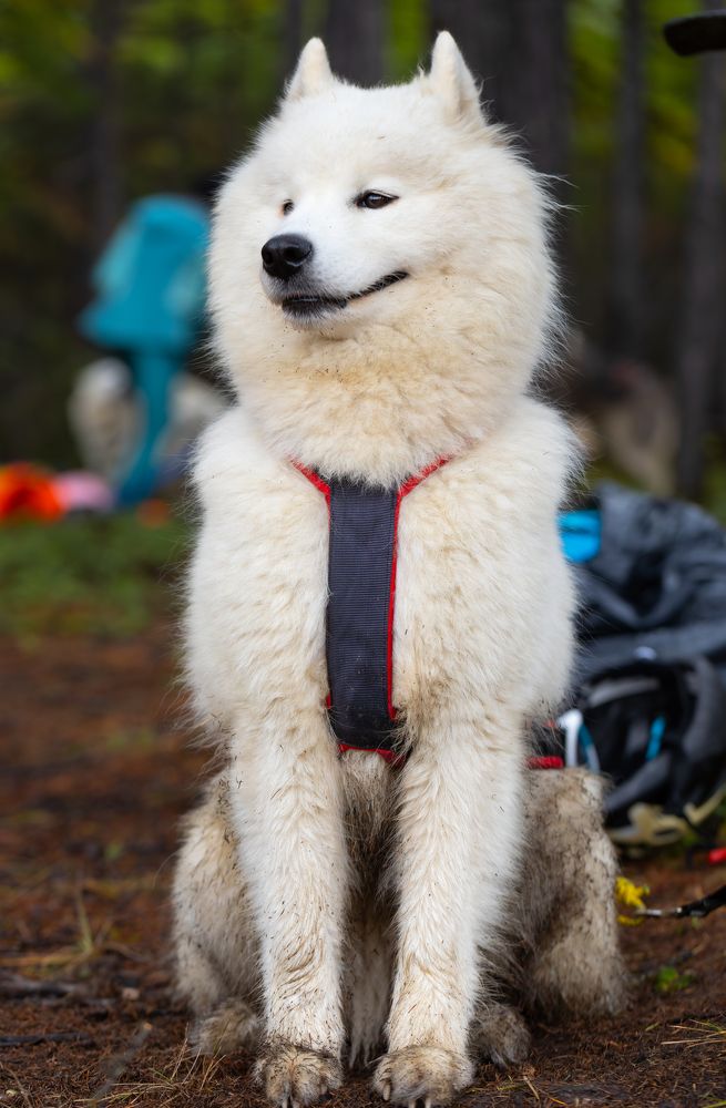 Собака - улыбака