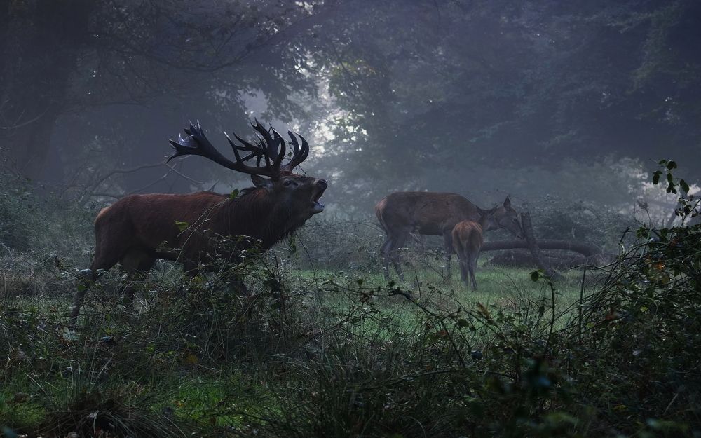 King of the Misty Mornings