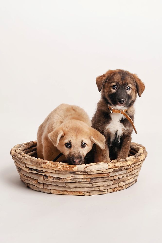 Фотография автора Ману Фалько