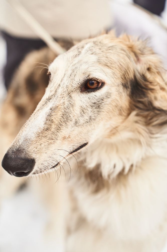 Фотография автора Елена