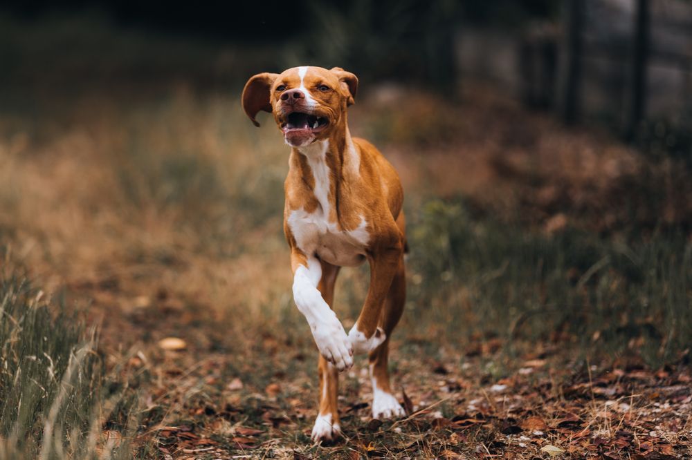 Photograph by João Versos Roldão