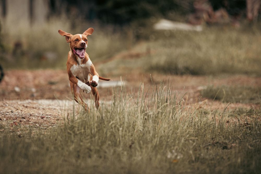 Photograph by João Versos Roldão