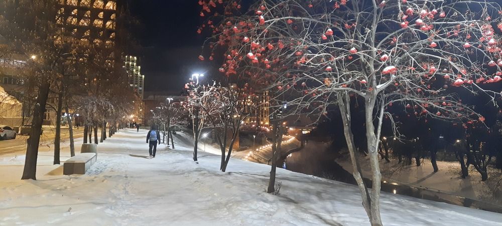 Яблони в снегу
