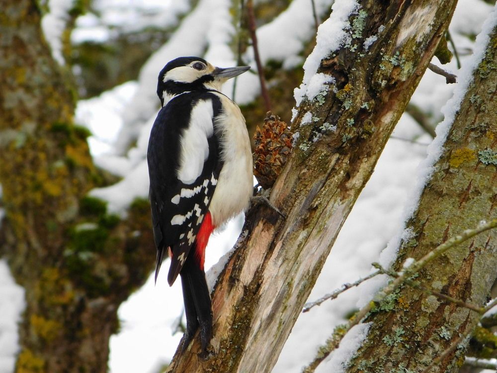 Большой Пёстрый Дятел и вкусная сосновая шишка