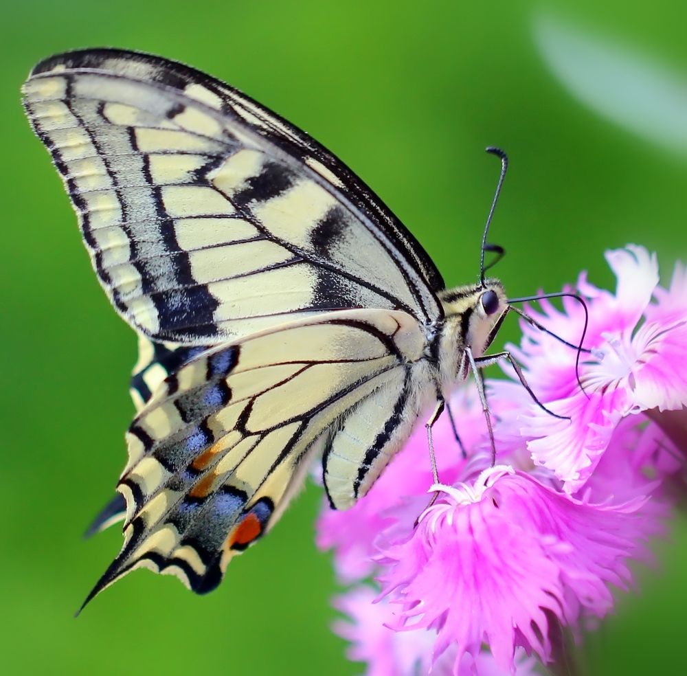 Photograph by Любовь Саханова