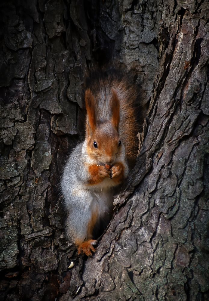 Да орешки все грызет