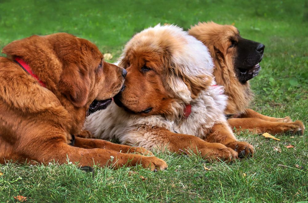 Фотография автора Светлана Бакулина