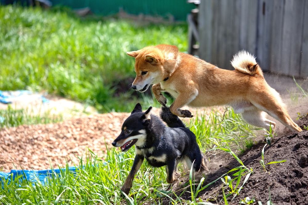 Photograph by Алексей Хазов