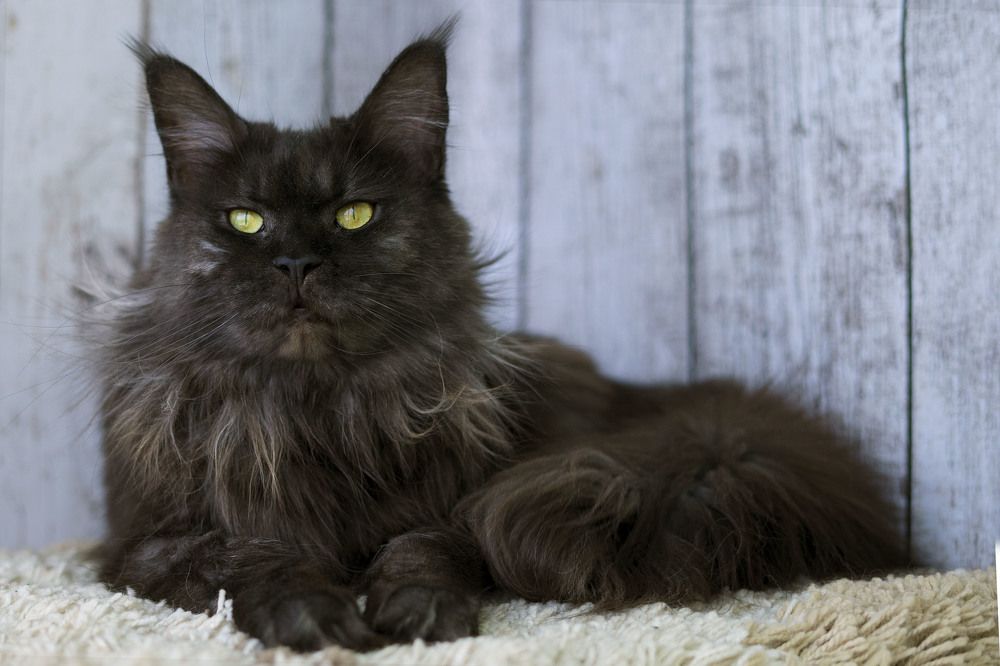 Photograph by Ирина Мамонова