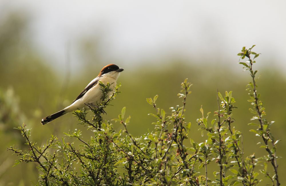 Photograph by Елизавета Цемко