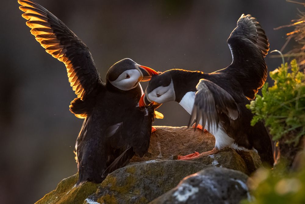 Fighting puffins