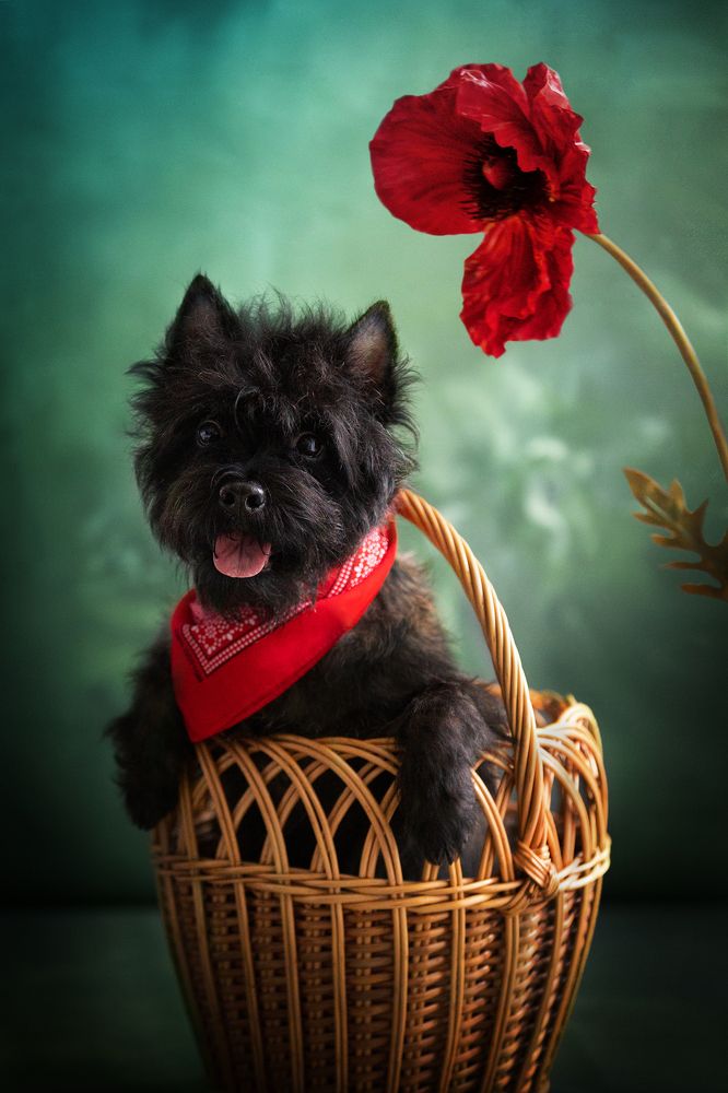 Фотография автора Марина Айдинян