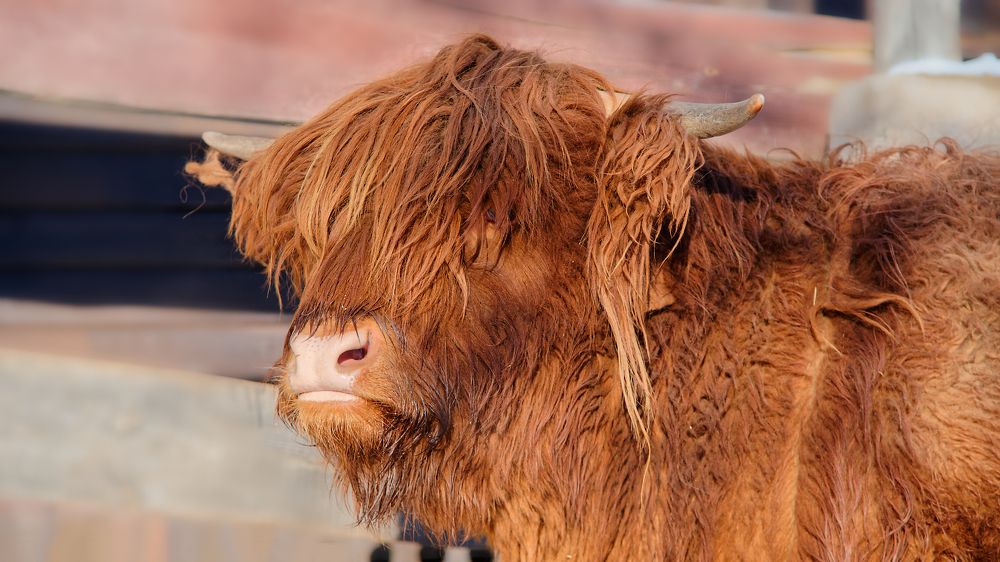 Photograph by Стас Неклюдов