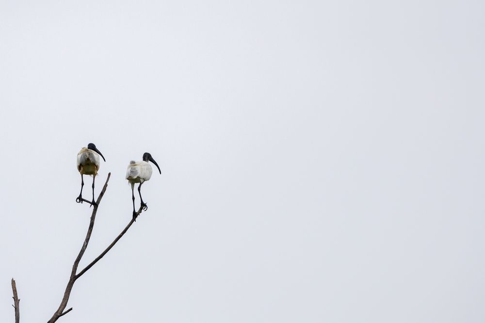 Photograph by Purnendu Bagchi