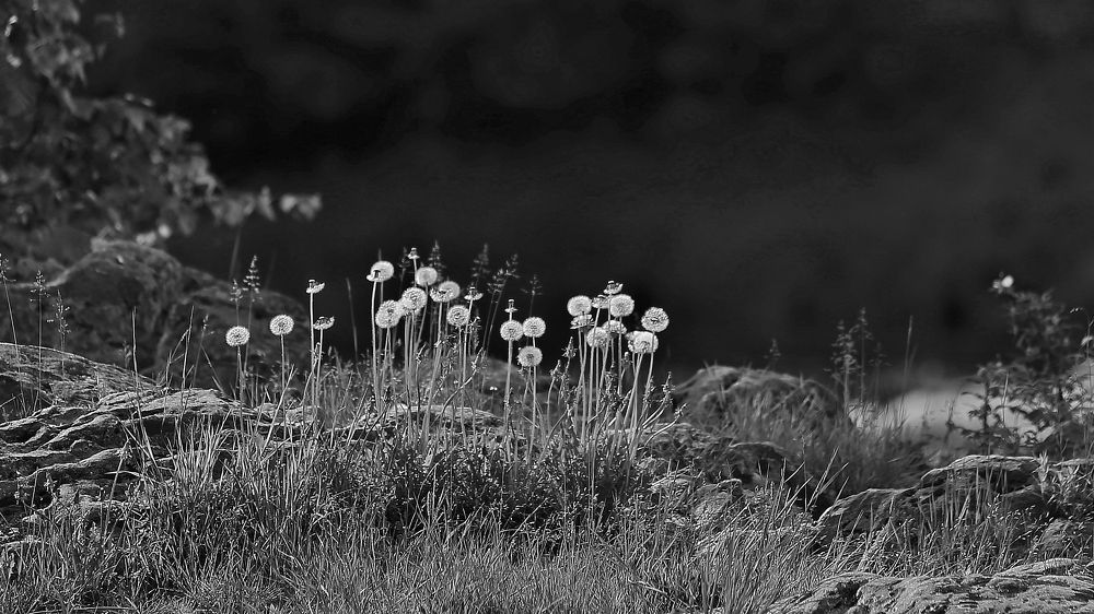 Photograph by Николай Раппу