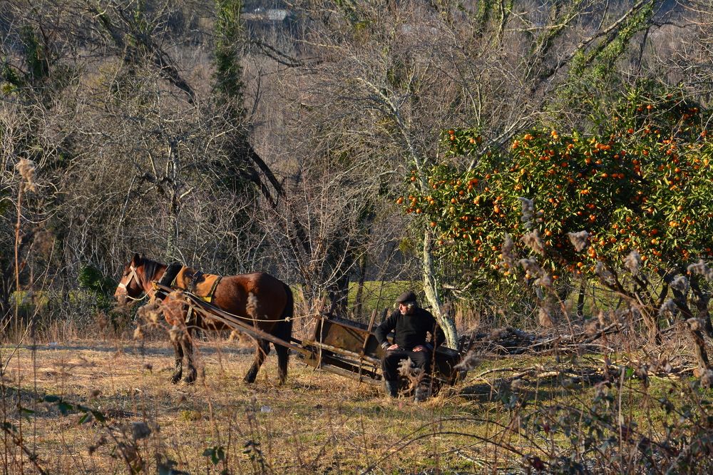Photograph by Shota Gogoli