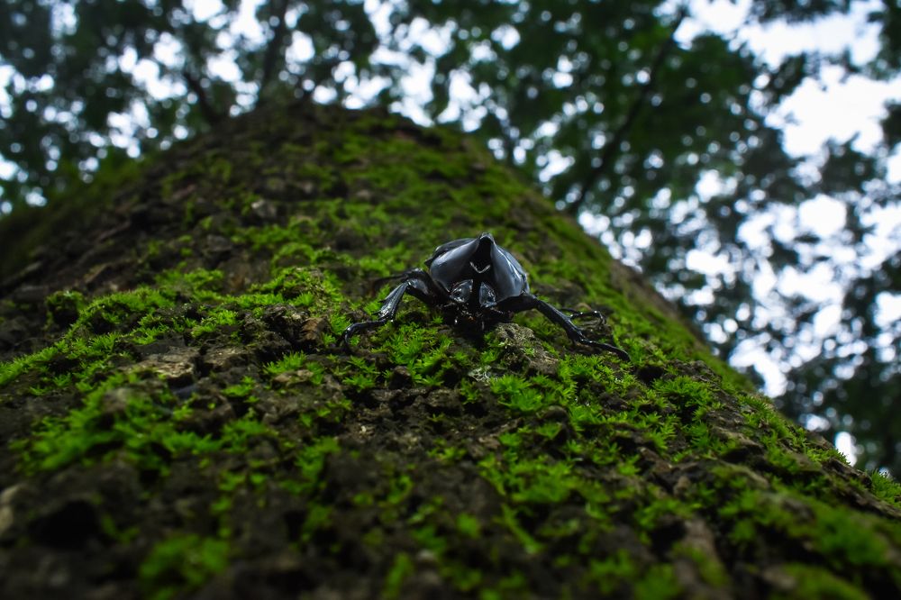 Photograph by Subhajit Paul