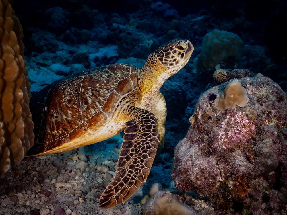 Photograph by Alexander Plakida