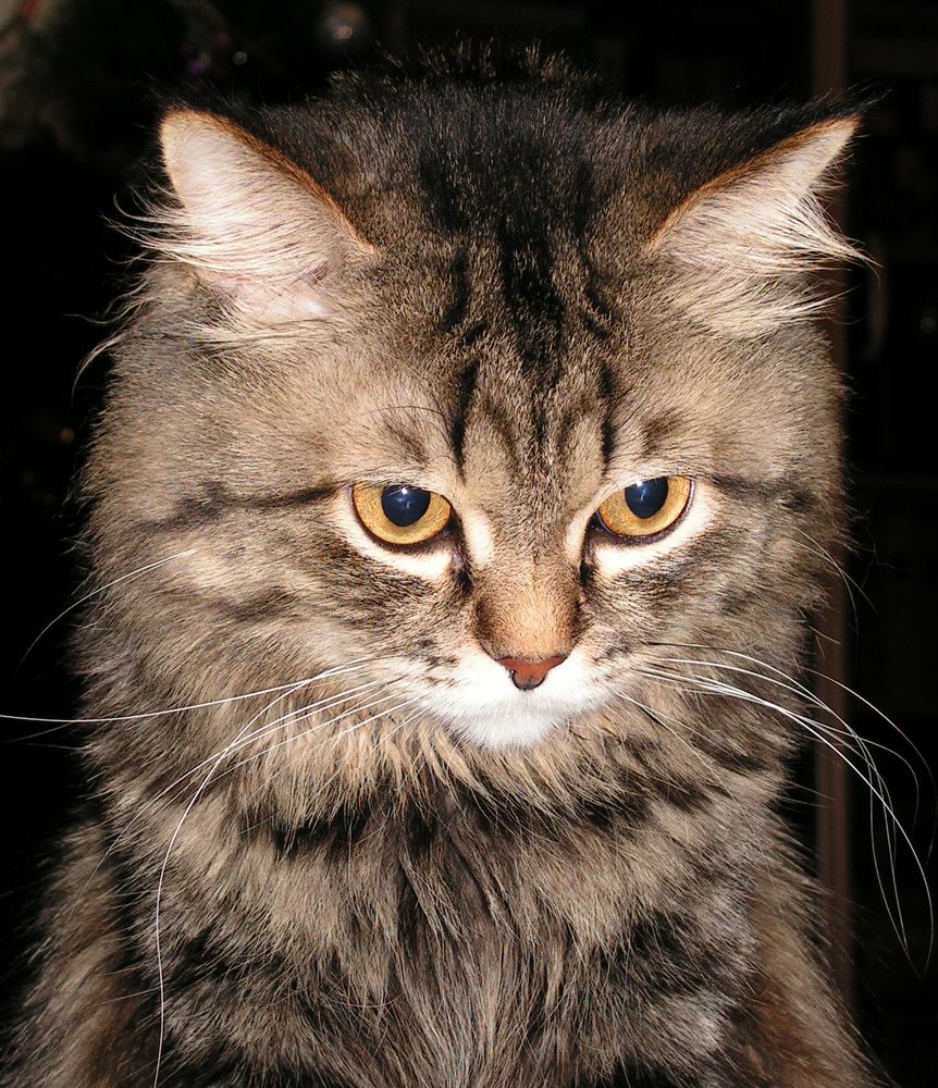 Фотография автора Гоголев Игорь