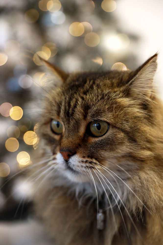 Photograph by Галина Фурсова