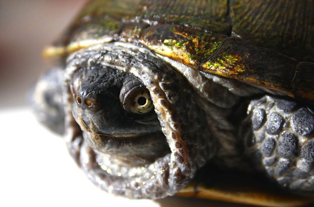 Photograph by Татьяна Слесарева