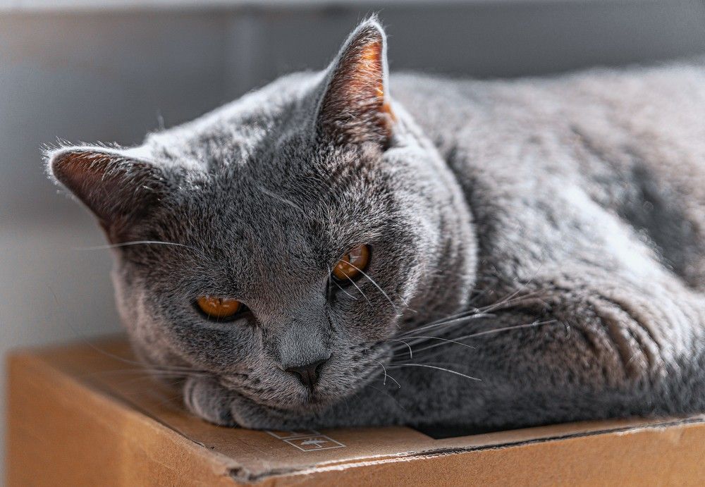 Фотография автора Максим Грибанов