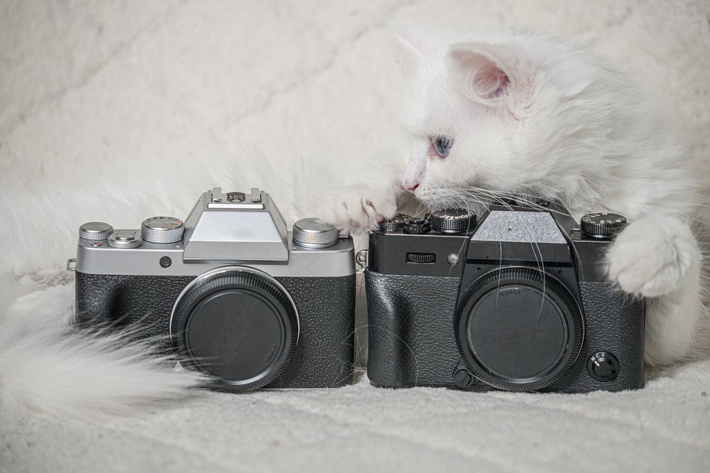 Котофотограф