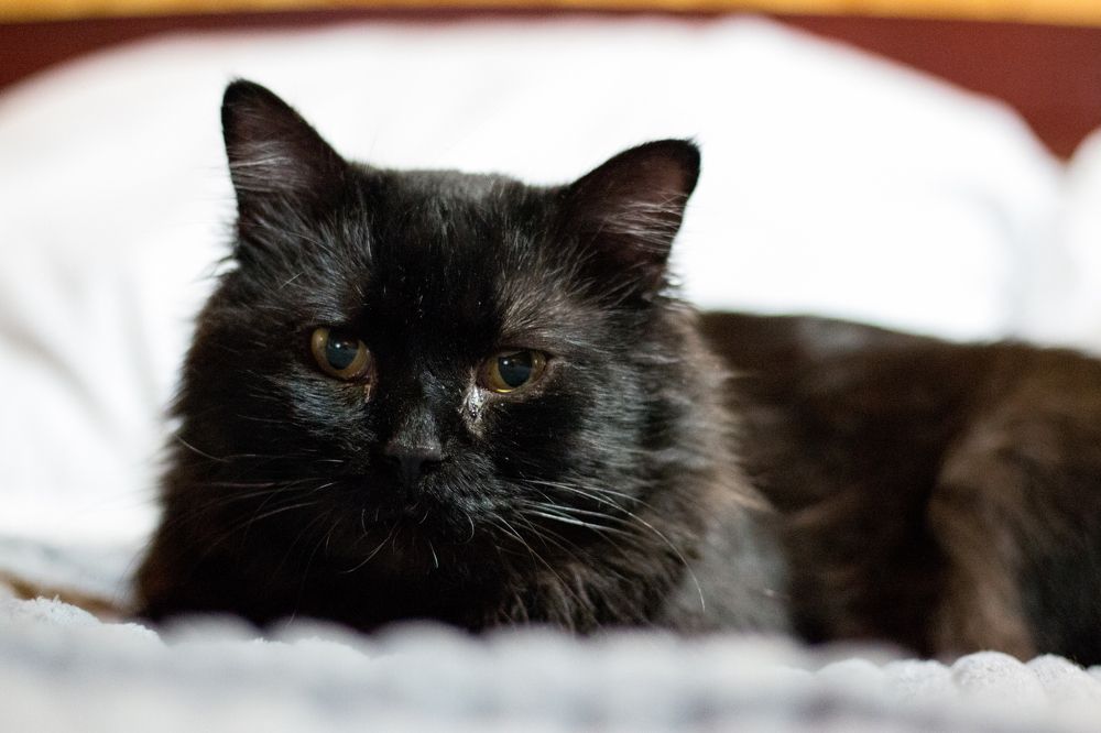 Фотография автора Anyutkin