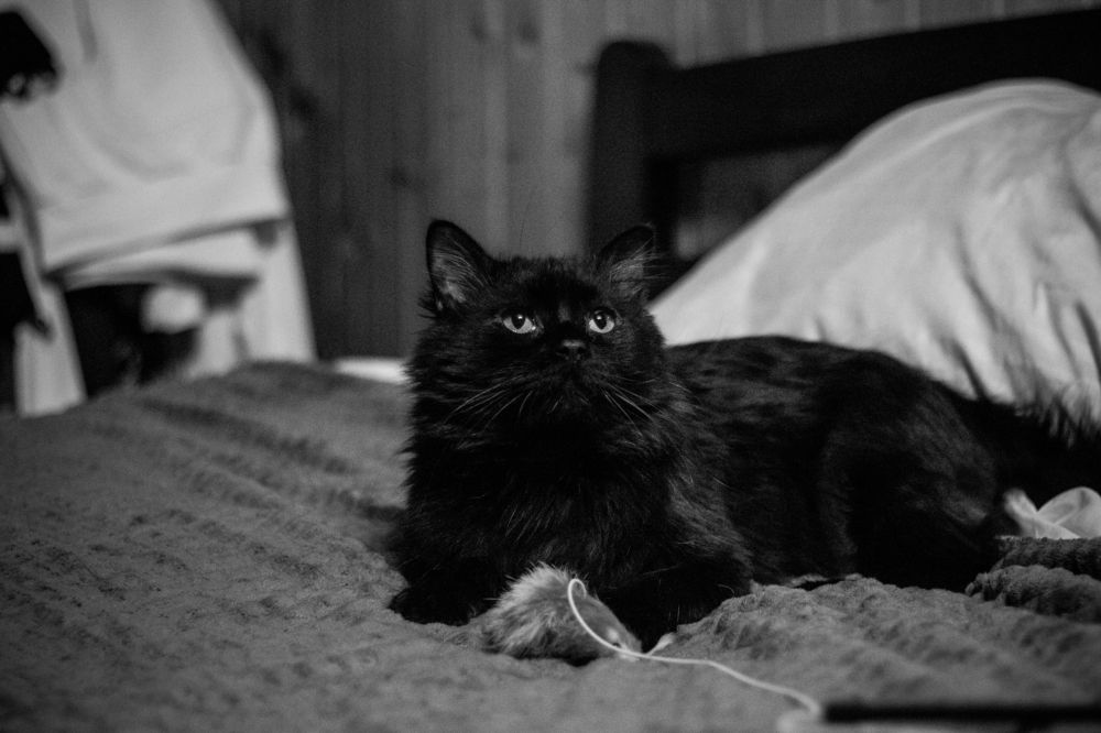 Фотография автора Anyutkin