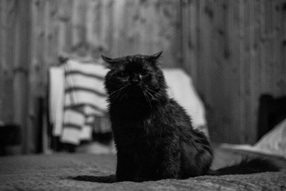 Фотография автора Anyutkin